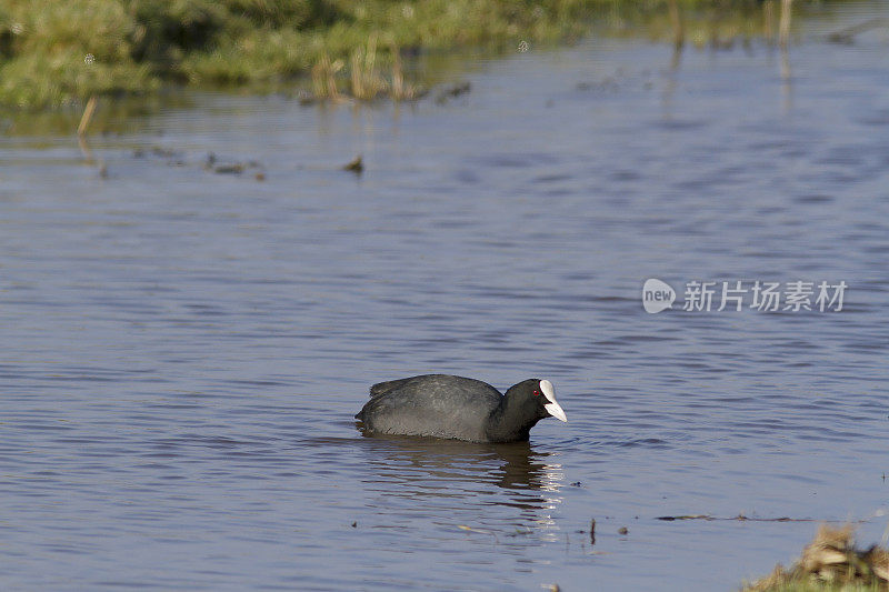 成本(Fulica atra)